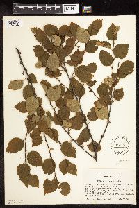 Betula x sandbergii image