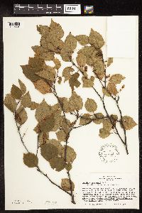 Betula x sandbergii image