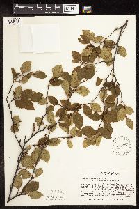 Betula x sandbergii image