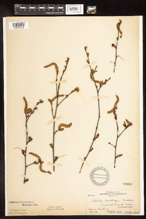 Betula x sandbergii image
