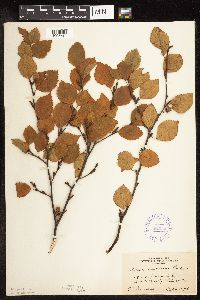 Betula x sandbergii image