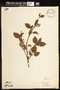 Betula x sandbergii image