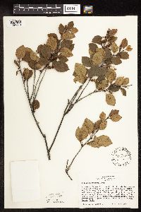 Betula x sandbergii image