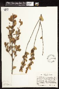 Betula x sandbergii image