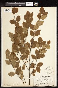 Betula x sandbergii image