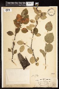Betula x sandbergii image