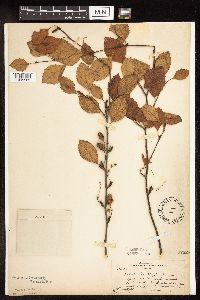 Betula x sandbergii image