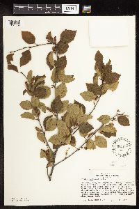 Betula x sandbergii image