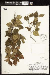 Betula x sandbergii image