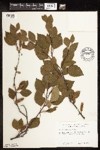 Image of Betula x sandbergii