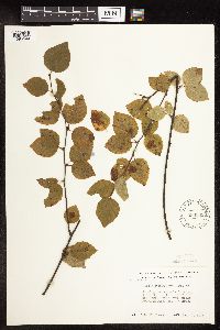 Betula x sandbergii image