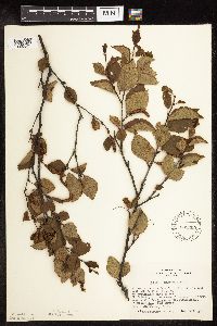 Betula x sandbergii image