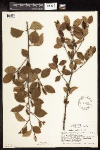 Betula x sandbergii image