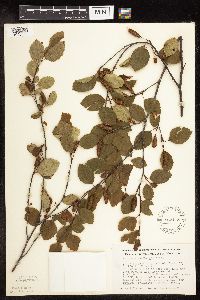 Betula x sandbergii image