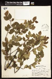 Betula x sandbergii image