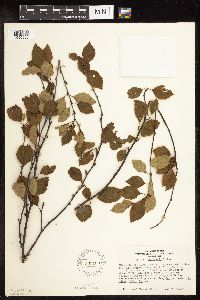 Betula x sandbergii image