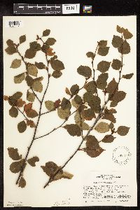 Betula x sandbergii image
