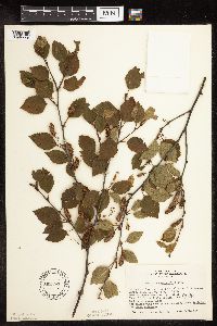 Betula x sandbergii image