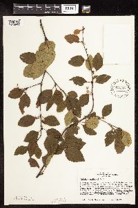Betula x sandbergii image