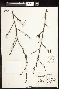 Betula x sandbergii image