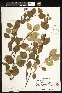 Betula x sandbergii image
