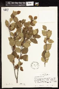 Betula x sandbergii image