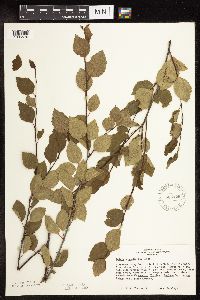 Betula x sandbergii image