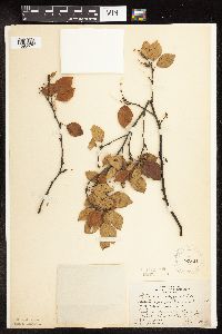 Betula x sandbergii image
