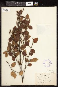 Betula x sandbergii image