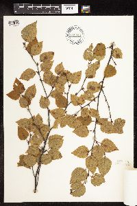 Betula x sandbergii image