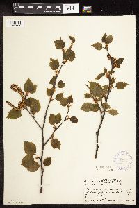 Betula x sandbergii image
