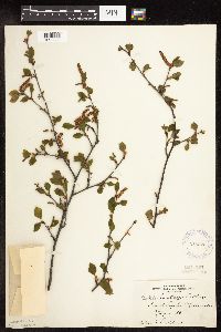 Betula x sandbergii image