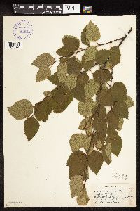 Betula x sandbergii image