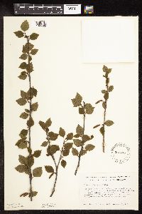 Betula x sandbergii image