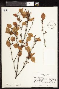 Betula x sandbergii image