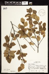 Betula x sandbergii image