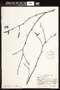 Betula x sandbergii image