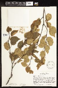 Betula x sandbergii image