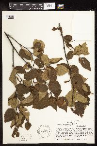 Betula x sandbergii image