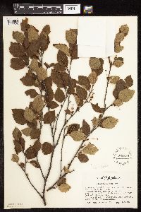 Betula x sandbergii image