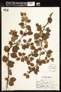 Betula x sandbergii image