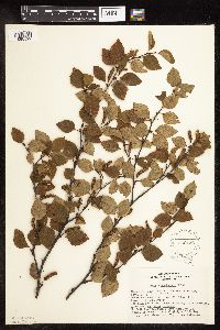Betula x sandbergii image