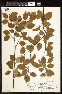 Betula x sandbergii image