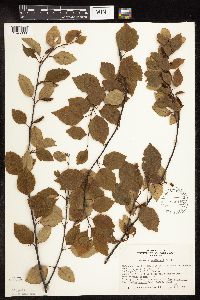 Betula x sandbergii image