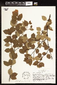 Betula x sandbergii image