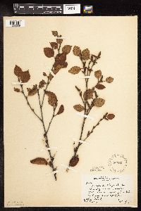 Betula x sandbergii image