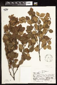 Betula x sandbergii image