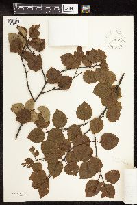 Betula x sandbergii image