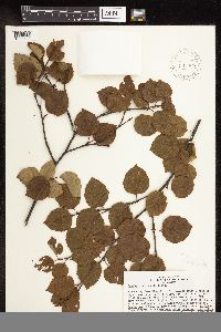 Betula x sandbergii image