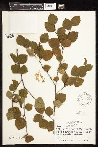 Betula x sandbergii image